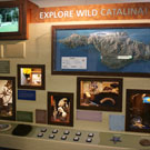 wild-catalina